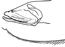 Cyclothone_claves.jpg