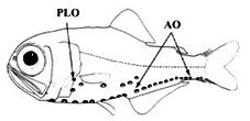 Electrona_claves.jpg