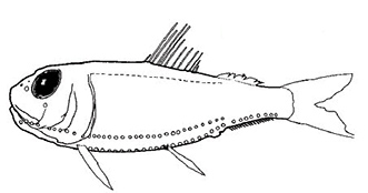 Ichthyococcus_cxlaves.jpg