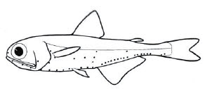 Myctophidae_claves.jpg