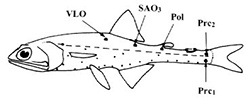 Notolychnus_claves.jpg