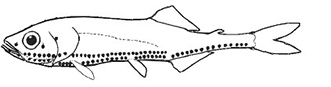 Phosichthyidae_claves.jpg
