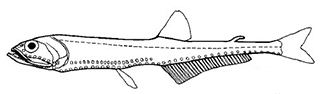 Pollichthys_claves.jpg