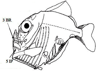 Sternoptyx_claves.jpg