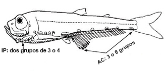 Valenciennellus_claves.jpg