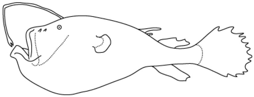 Ceratiidae_01.jpg