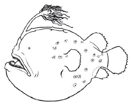 Himantolophidae_inicio.jpg