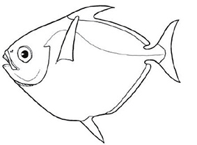 Lampridae_claves.jpg