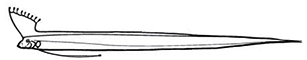 Regalecidae.jpg